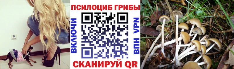 Галлюциногенные грибы Psilocybine cubensis  Пермь 